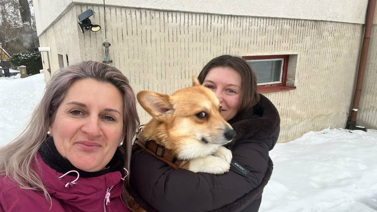 Pes Tommi bloudil devět dní v mrazu a sněhu v lesích kolem Lipna. Všichni hledali podivnou lišku